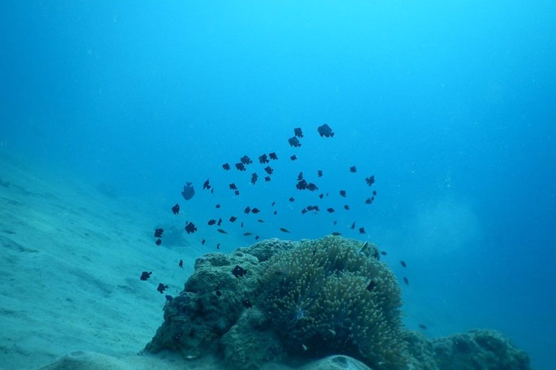 Social Group Dives Kelvin Grove